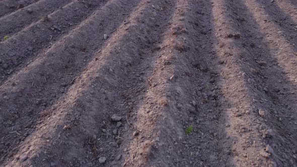 Aerial view of rows of young potato field. farmland countryside. Concept of modern agriculture. Food