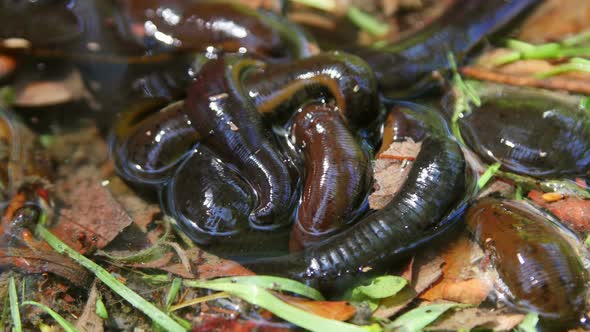 Swamp Full Of Leeches In Danube Delta alt