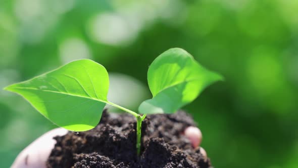 Child Holding Green Plant in Soil alt