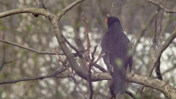 Medium wide Shot of a Blackbird sitting on a tree branch - a little reflection of the sun in its eye alt