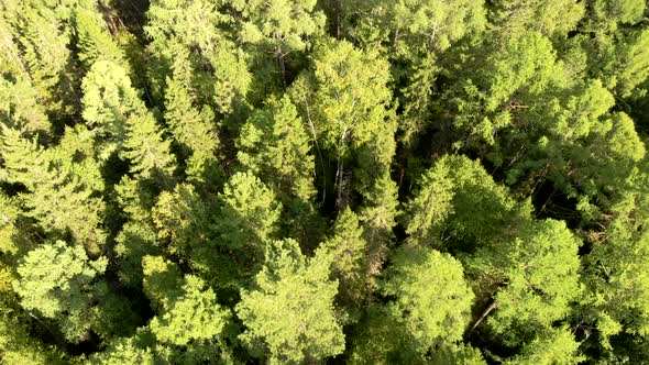Aerial Flying Over Grove with Birch Trees, Top View From Drone of Forest