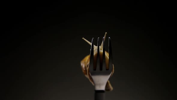 Grape snail crawling on a fork