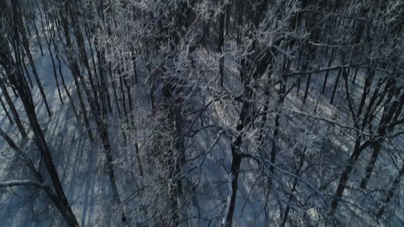 A Truck is Driving Near the Forest on a Snowy Road