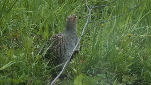Close Up Video Portrait of Grey Partridge Walking in Green Grass Slow Motion. Wild Bird Sitting on