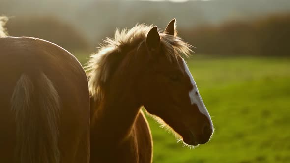 Close Up Shot Og Head of Nice Brown Horse Grazing in Dawn Lights in Carpathians Ukraine alt