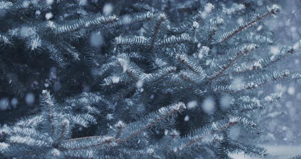 Natural randomly falling snow on a background of blue spruce branches. alt