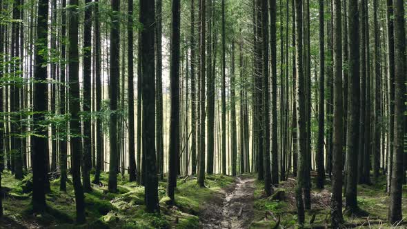 Forest Morning Sun Rays Light Jungle Green Grass Nature alt