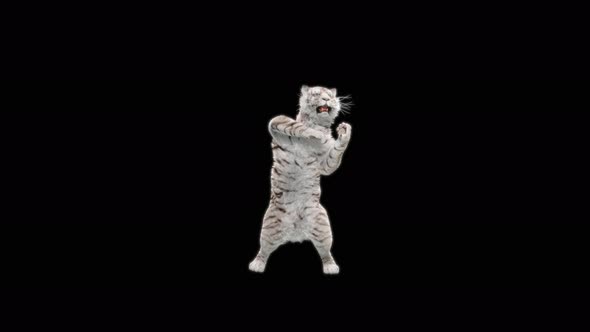 White Tiger Dancing 4K alt