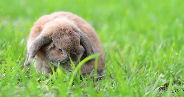 Dwarf rabbit breed ram at sunset. Summer day. Rabbit in the natural habitat