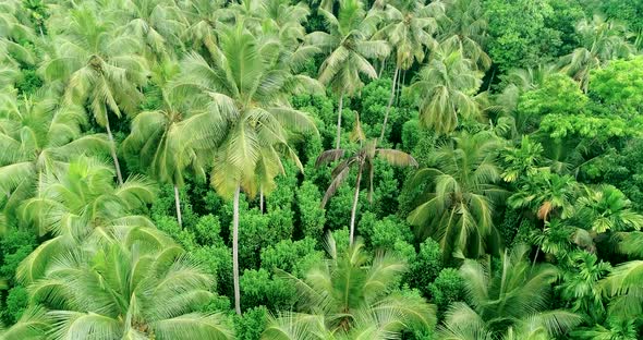 Drone Flying Over A Lush Green Coconut Tree Pantation