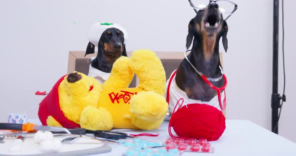 Dachshund Dogs Dressed As Doctors Bark Sitting on Chairs