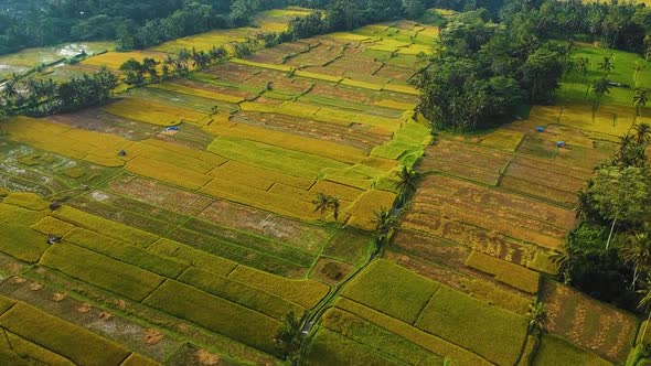 Amazing cinematic Ubud, Bali drone footage with exotic rice terrace, small farms and agroforestry pl alt