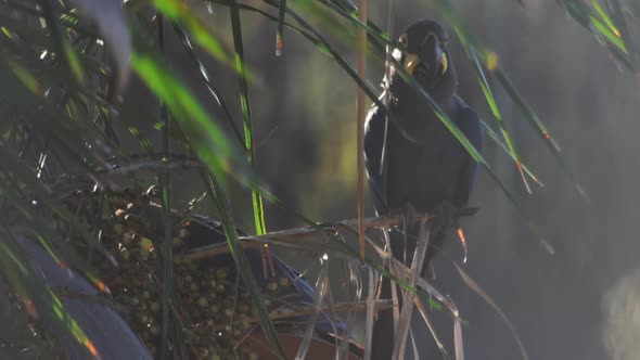 Lear's macaw on licuri palm eating and drinking from nuts alt