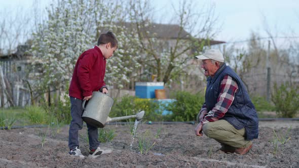 Farming, Boy Helps His Old Grandfather Together and Watered Young Seedlings in Garden with a alt