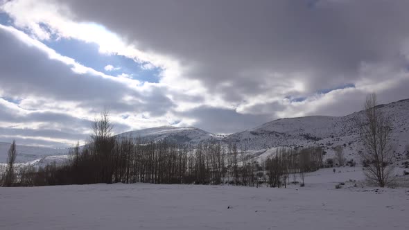 Snowy Hills Behind Poplar Trees in Winter Plain alt