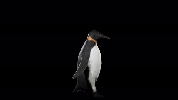 Penguin Walk 4k alpha loop