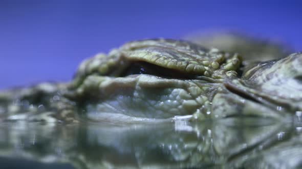 Siamese Crocodile Crocodylus Siamensis alt