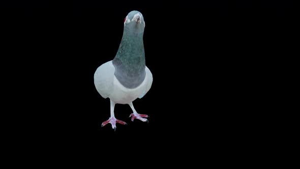 Pigeon in 3d Animation