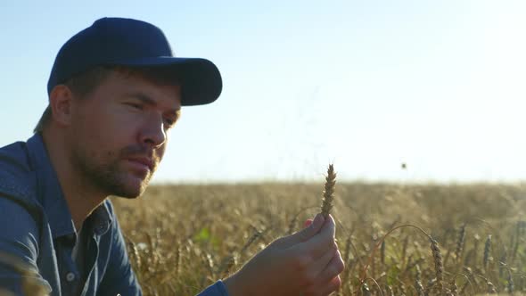 Farmer Businessman Inspects Wheat Field and Examines an Ear of Wheat at Sunrise alt