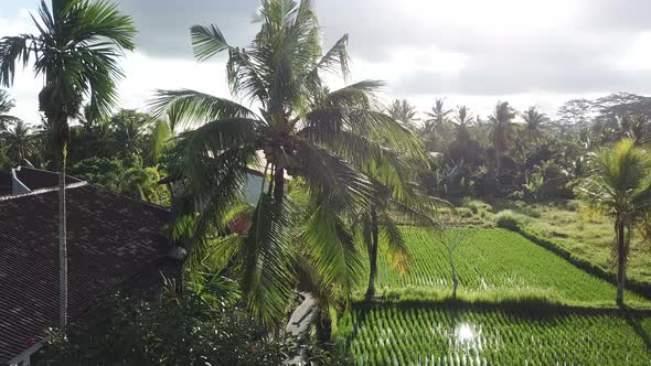 Palm and Rice Fields