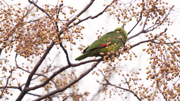 A beautiful Turquoise-fronted amazon parrot eating the fruit of a chinaberry tree alt