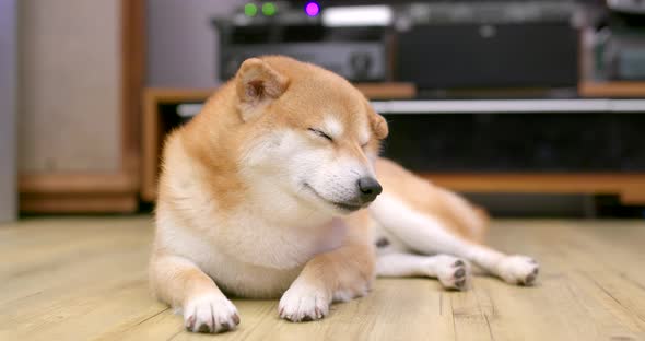 Shiba Inu alt