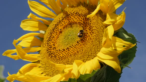 Worker bee and umblebee on sunflower Helianthus annuus plant slow motion footage