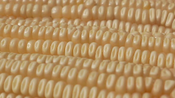 White dent corn organic food  slow tilting focus 4K 2160p UHD footage - Field corns organic grown fo alt