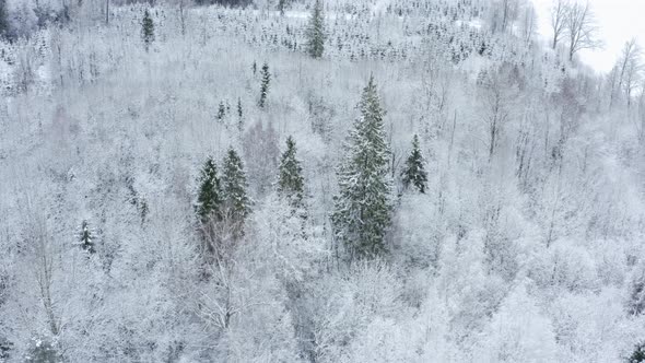 Aerial View of Winter Forest