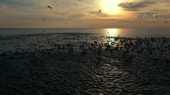 Wild Ducks Take Off At Sunset