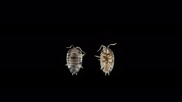 Isopoda Porcellio Laevis Family Porcellionidae Is a Cosmopolitan Able To Move Quickly alt