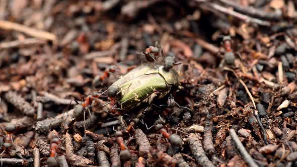 Group of ants attacking green bug