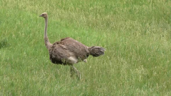 Ostrich walking  in a field