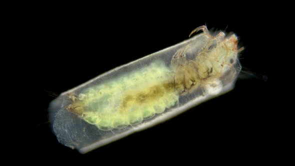 Trichoptera Larva Under a Microscope Family Hydroptilidae alt