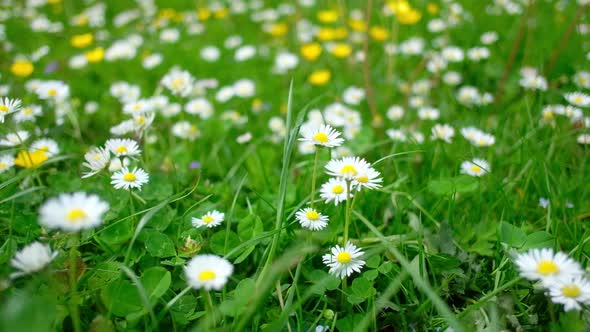 Amazing Yellow Flowers on Summer Meadow