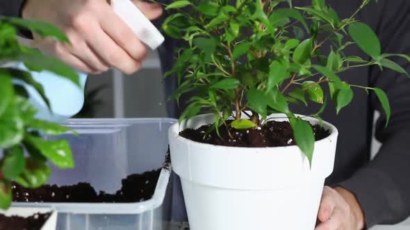 A Man Sprays a Plant After Replanting From an Old Pot to New One