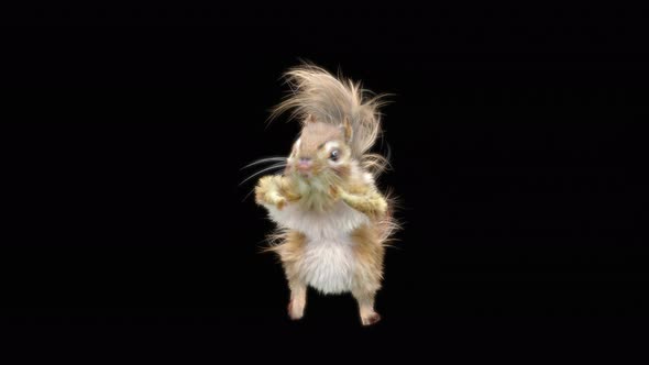 Squirrel Dancing 4K alt