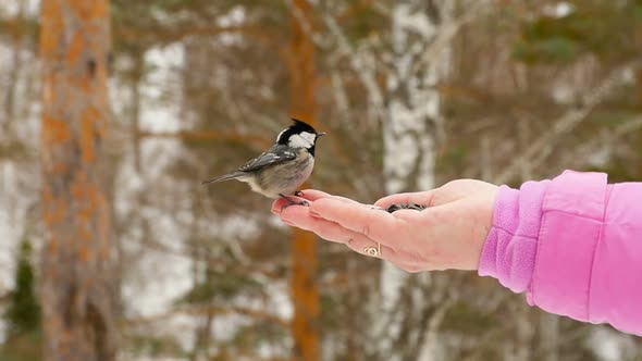 Bird in Women's Hand Eat Seeds alt
