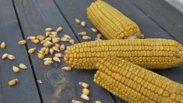 Closeup view on ready yellow corn on wooden table