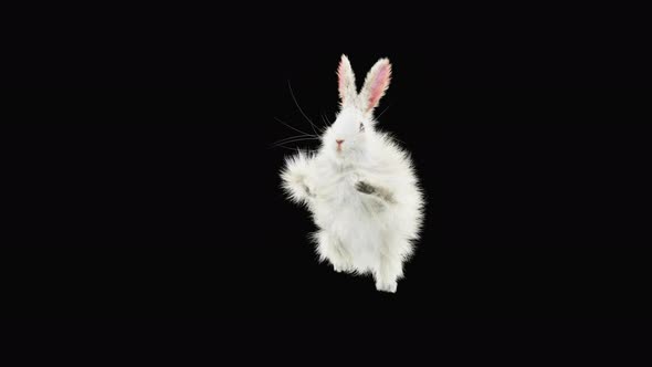 Rabbit Dancing 4K alt