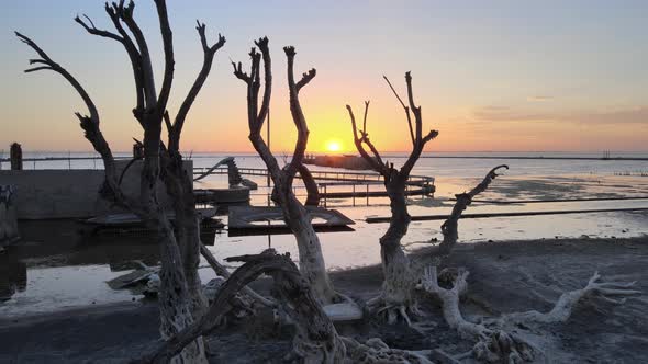 Drone flyover dead tree next to the ruins of abandoned pool capturing the resurfacing of poolside sl alt