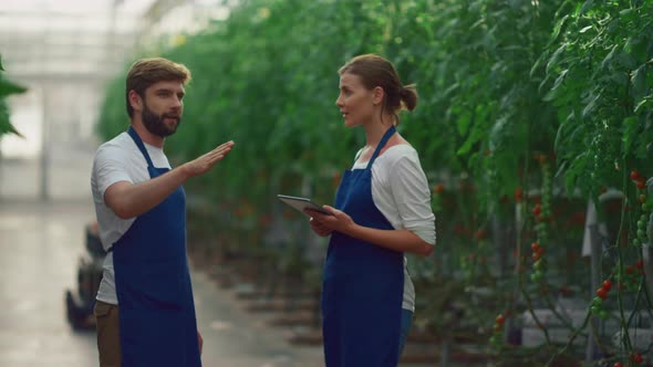 Agronom Team Analyzing Vegetables Cultivation on Digital Tablet in Greenhouse alt