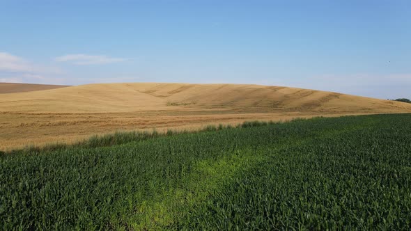 aerial photography of green field and yellow wheat and sky alt