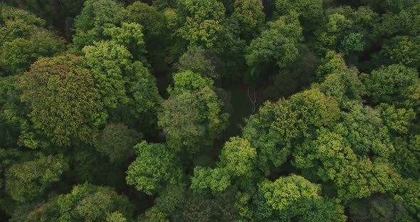 Drone Flight Over The Forest