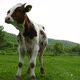 Beautiful Calf - VideoHive Item for Sale