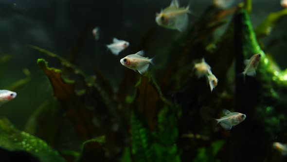 Fish and Marine Plants in the Home Aquarium alt