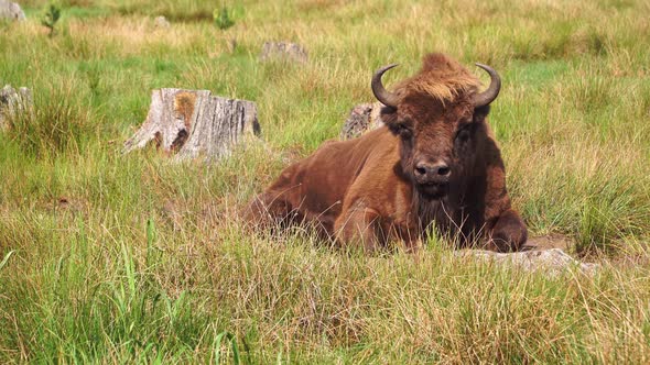 Wild European Bison or Wisent (Bison Bonasus) in National Park Belovezhskaya Pushcha