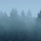 Tree Tops In Thick Mist - VideoHive Item for Sale