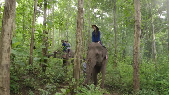Asian Pretty Girl And Her Group To Ride On An Elephant In Forest alt