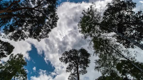 Time Lapse Clouds Over Trees Bottom View.